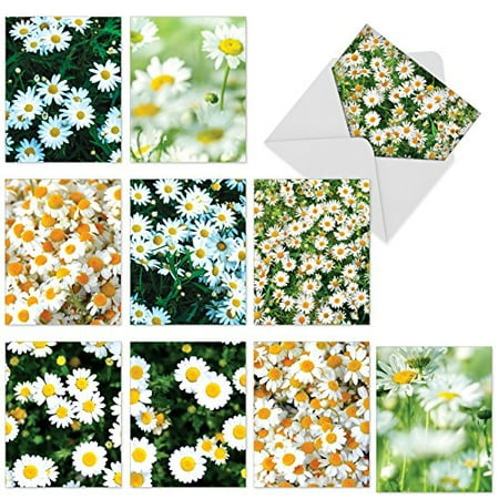 'M6031 OOPSY DAISIES' 10 Assorted All Occasions Note Cards Feature Fields of Sunny Bright Daisies with Envelopes by The Best Card