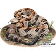 thumbnail image 3 of CafePress - Timber Or Canebrake Rattlesnake Mug - 11 oz Ceramic Mug - Novelty Coffee Tea Cup, 3 of 6