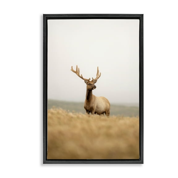 Stupell Industries Stoic Tule Elk Landscape & Nature Photography Black Floater Framed Canvas Art Print Wall Art, 17 x 25