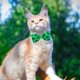 thumbnail image 5 of Decoraciones para el Día de San Patricio, Accesorios para el Día de San Patricio, Pajarita Verde para Gatos y Perros, Nuevos Tréboles de Cuatro Hojas Decorativos para Mascotas Pequeñas y Medianas, Paj, 5 of 6