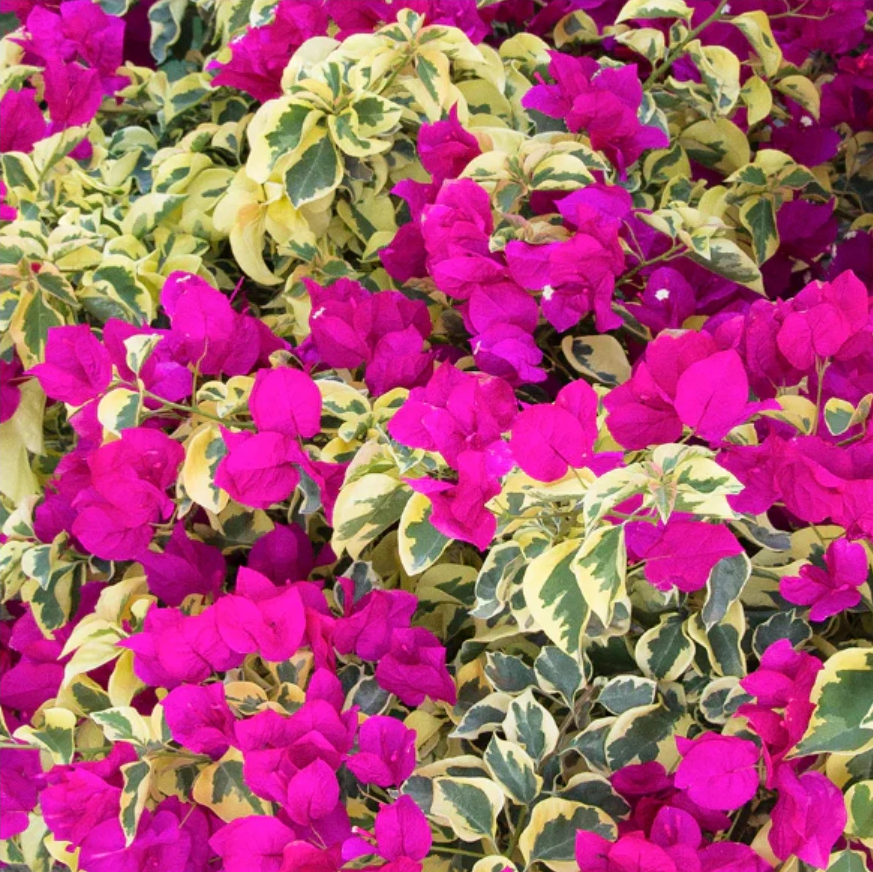 Set 2 Raspberry Ice Bougainvillea Live Starter Plants for Planting, Pink Bougainvillea Plants, Well Rooted, 4 to 6 Inch Tall, Ship No Pot