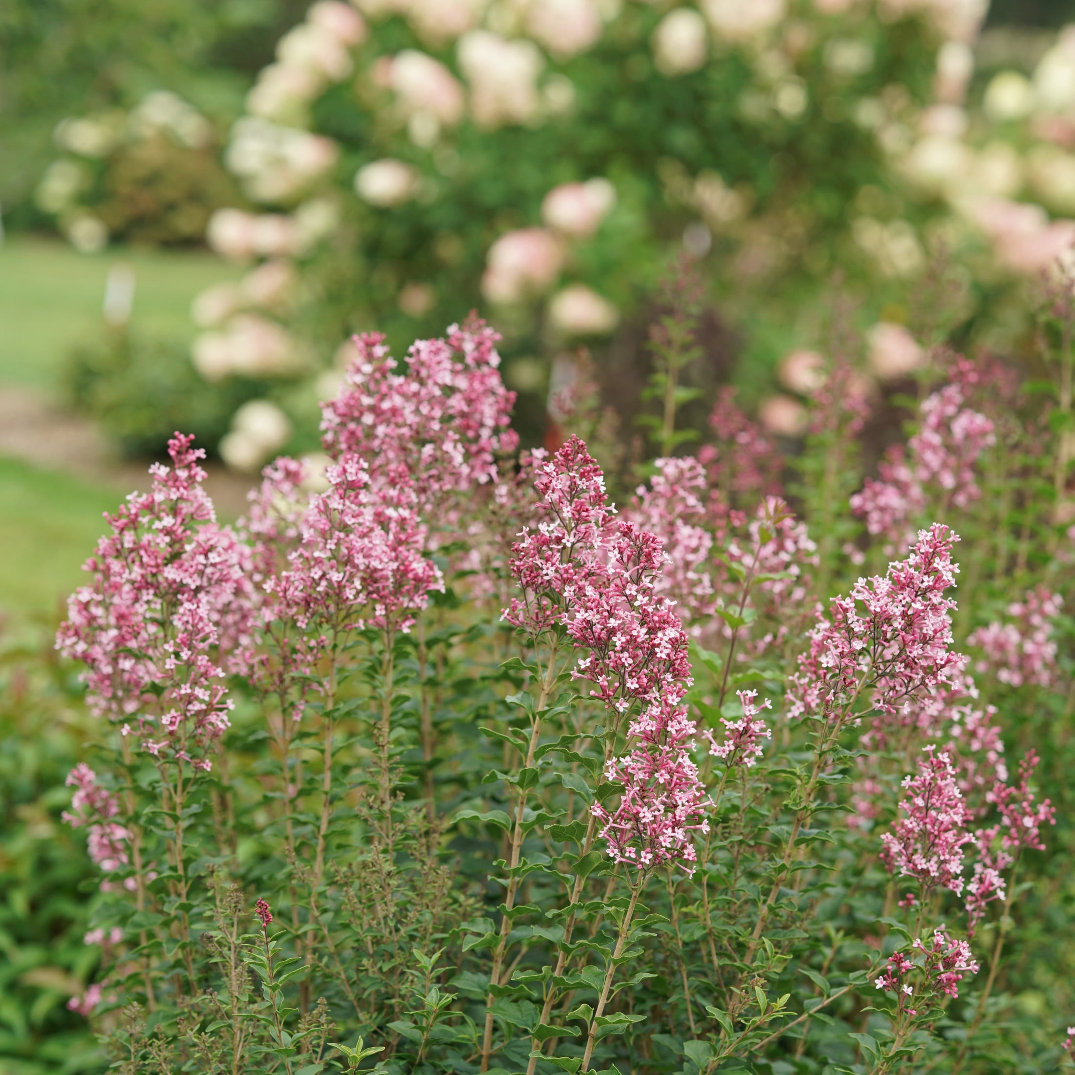 Proven Winners ColorChoice 5" Pink Bloomerang Ballet Reblooming Lilac Live Plant in 4.5" Pot (4 Count)