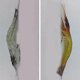 thumbnail image 3 of Señuelo de pesca azul, 1 unidad, 75mm, plástico blando, realista, en la oscuridad, 3 of 5
