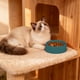 thumbnail image 4 of RKSTN Cat Bowls Round Plastic Pet Bowl, Plastic Pet Eating Bowl, Easy to Clean Cat Dog Eating Bowl Green, 4 of 6