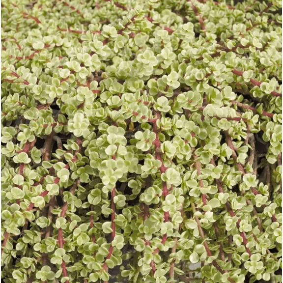 Variegated Elephant Bush Plant Live for Planting - Portulacaria Afra Plant - Succulent Plant in 4 Inch Pot
