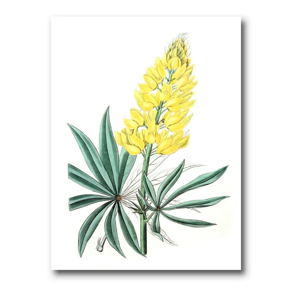 Designart ' Ancient Yellow Flower I ' Traditional Canvas Wall Art Print