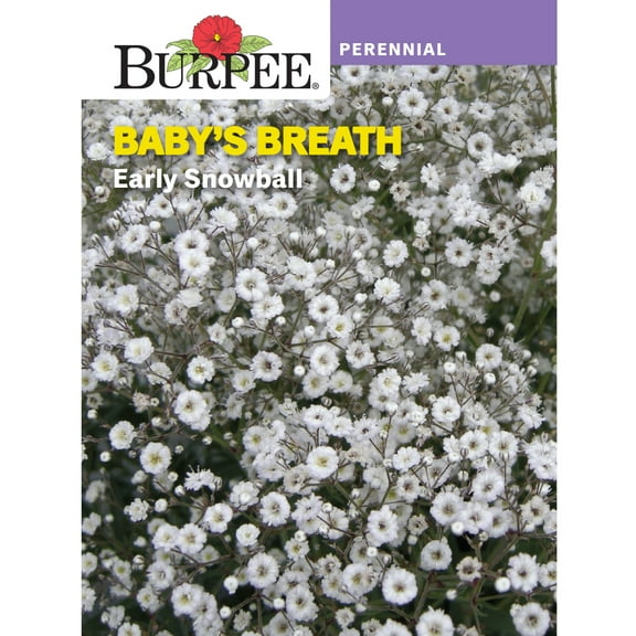 Burpee Early Snowball Baby's Breath Flower Seed, 1-Pack