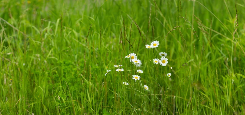 Wildflowers In A Fi