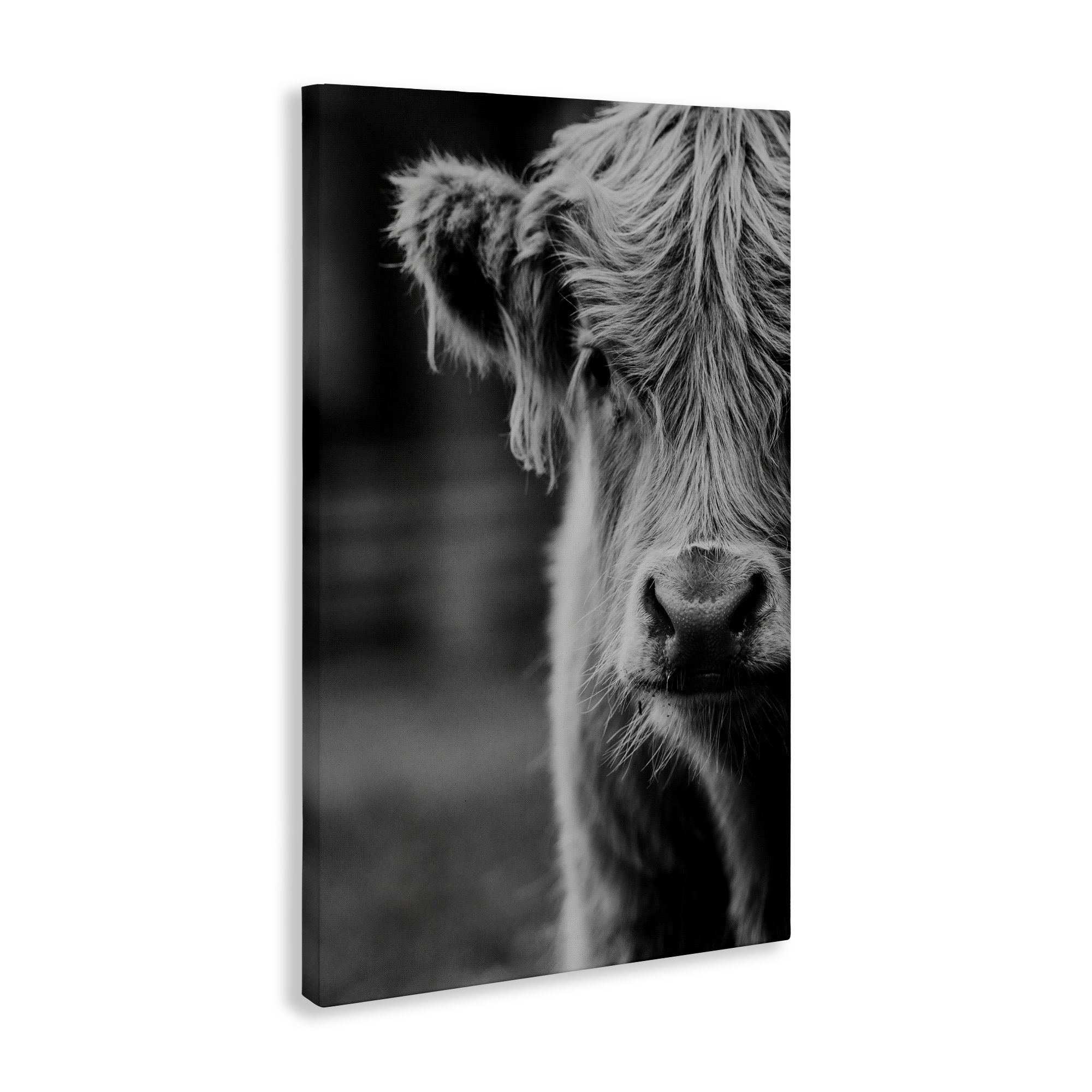 Baby Cow Face Canvas Wall Art, design by Amy Carroll