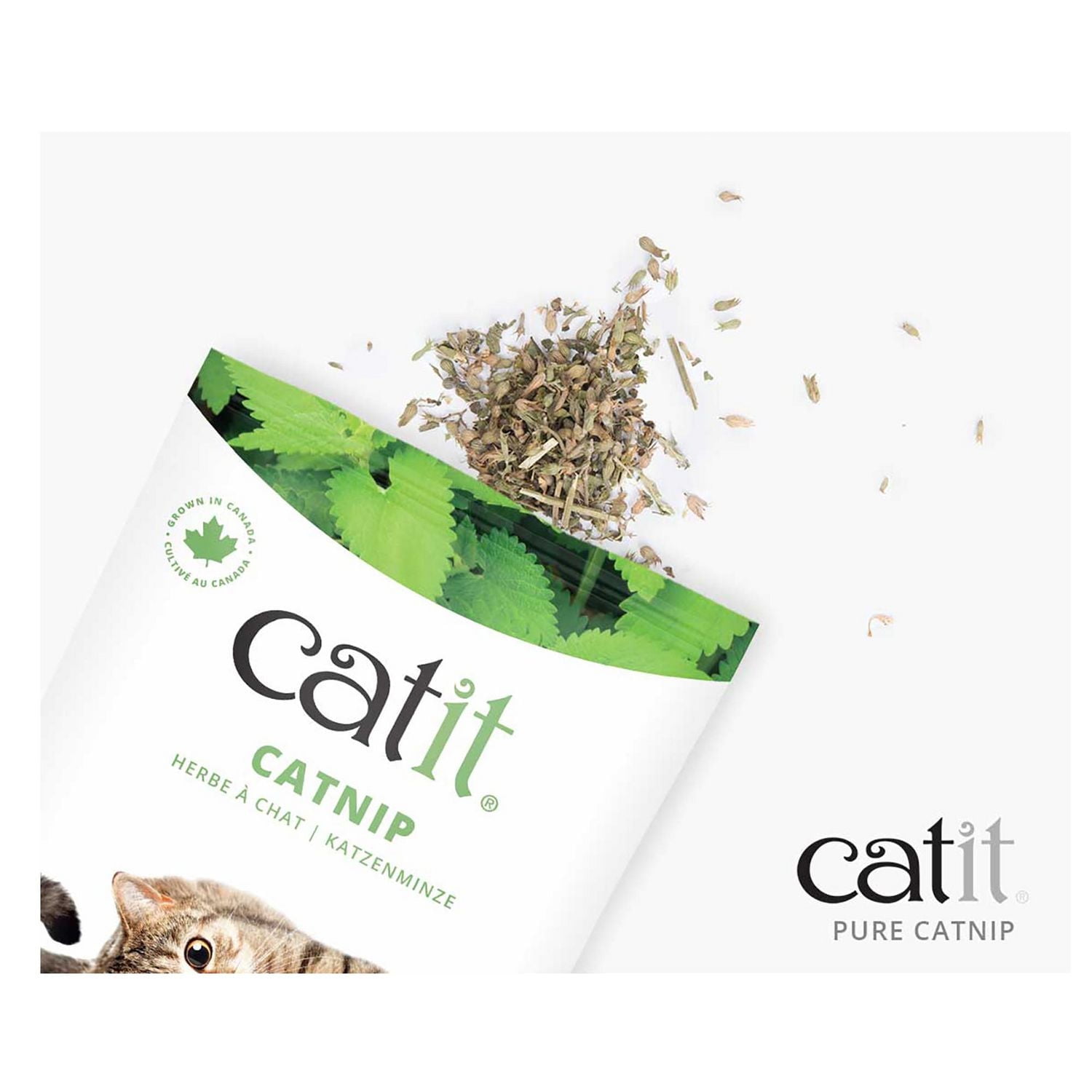 Herbe à chat naturelle Catit, 28 g (1 oz), sachet refermable – Attractif premium pour chats, idéal pour le jeu, l’entraînement et l’enrichissement