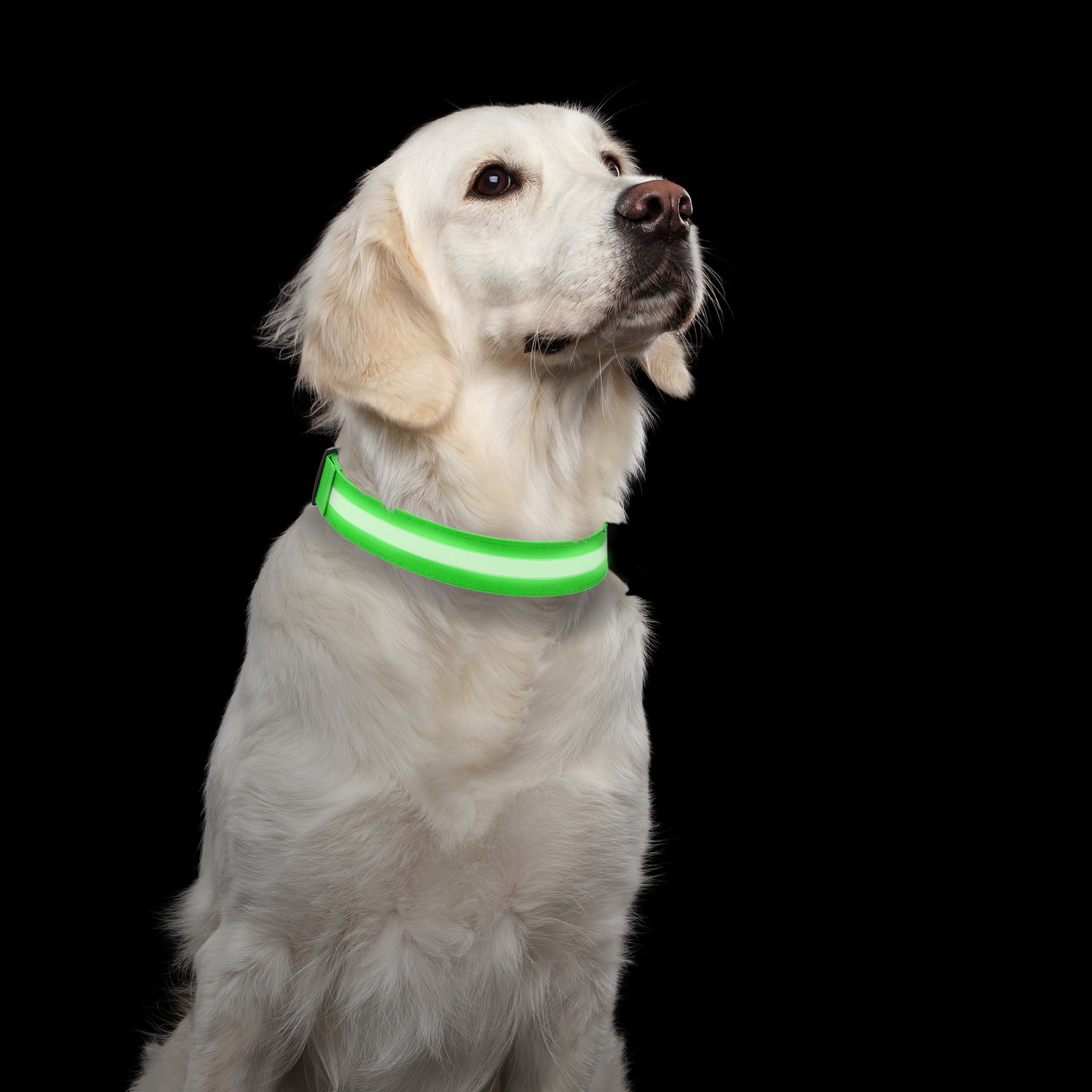 Petmaker LED Lightup Dog Collar, Green, Large