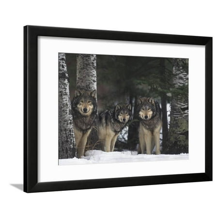 Gray Wolves in Forest Framed Print Wall Art By DLILLC
