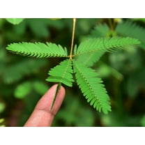 Sherwood's Seeds 10 Mimosa Pudica Plant Seeds