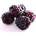 Boysenberry 40 Live Starter Plants Rubis Ursinus x Rubus Idaeus