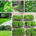 QAUZUY GARDEN 200+ Seeds Scottish Irish Moss Pearlwort Sagina Subulata