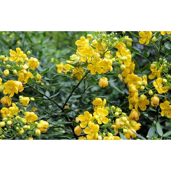 Serendipity Seeds Sickle Pod 10 Cassia Tora Plant Seeds, Drought Tolerant