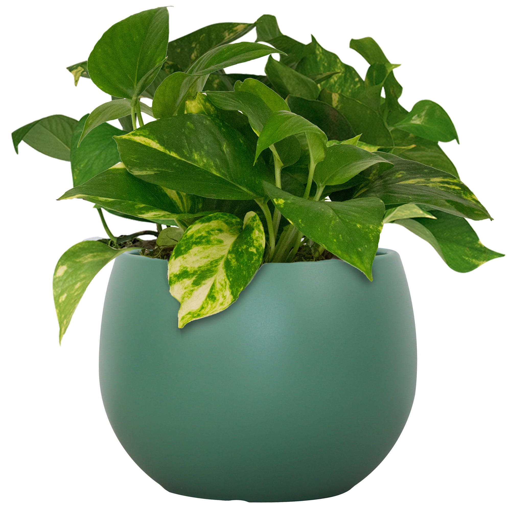 Mainstays Jordan 8" x 8" x 6" Medium Round Green Lily Resin Planter