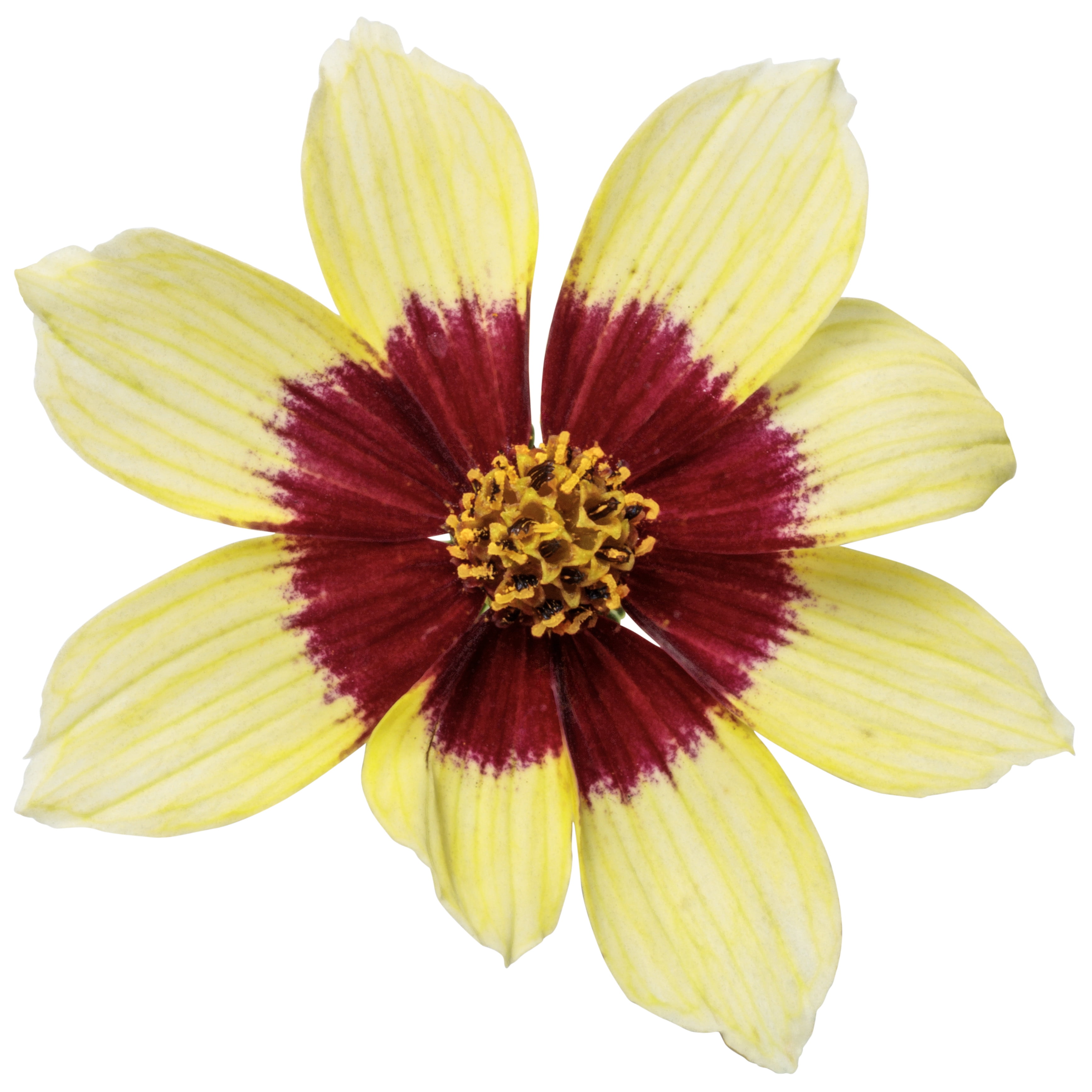Proven Winners 10" Yellow Designer Threads 'Creamy Calico' Threadleaf Coreopsis (Coreopsis verticillata) Perennial Live Plant in 6.5" Pot