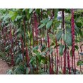 thumbnail image 2 of HJADGG Graines de Haricot Rouges à la Verge, 100 Graines, Légume Pôle de Haricot Productif, Héritage, 2 of 3