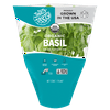 Organic Basil - Living Herb, Fresh