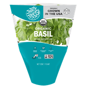 Organic Basil - Living Herb, Fresh