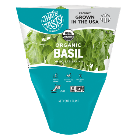 Organic Basil - Living Herb, Fresh