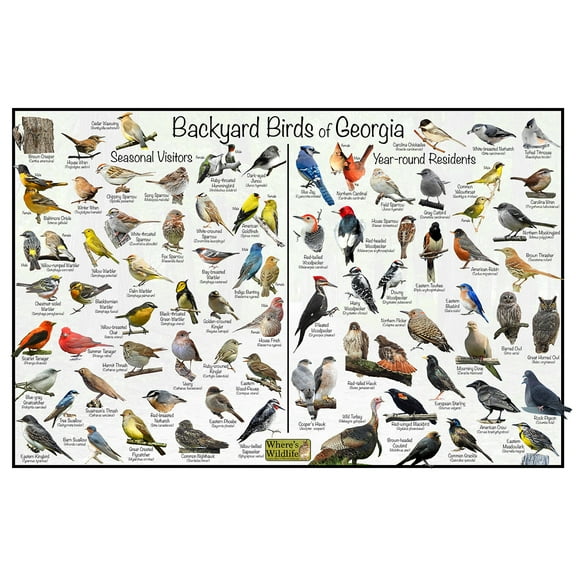 Backyard Birds of Georgia Bird Identification Poster - Birdwatching Nature Chart