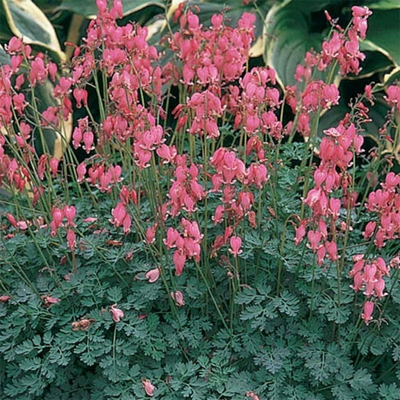25 Light Pink Bleeding Heart Seeds