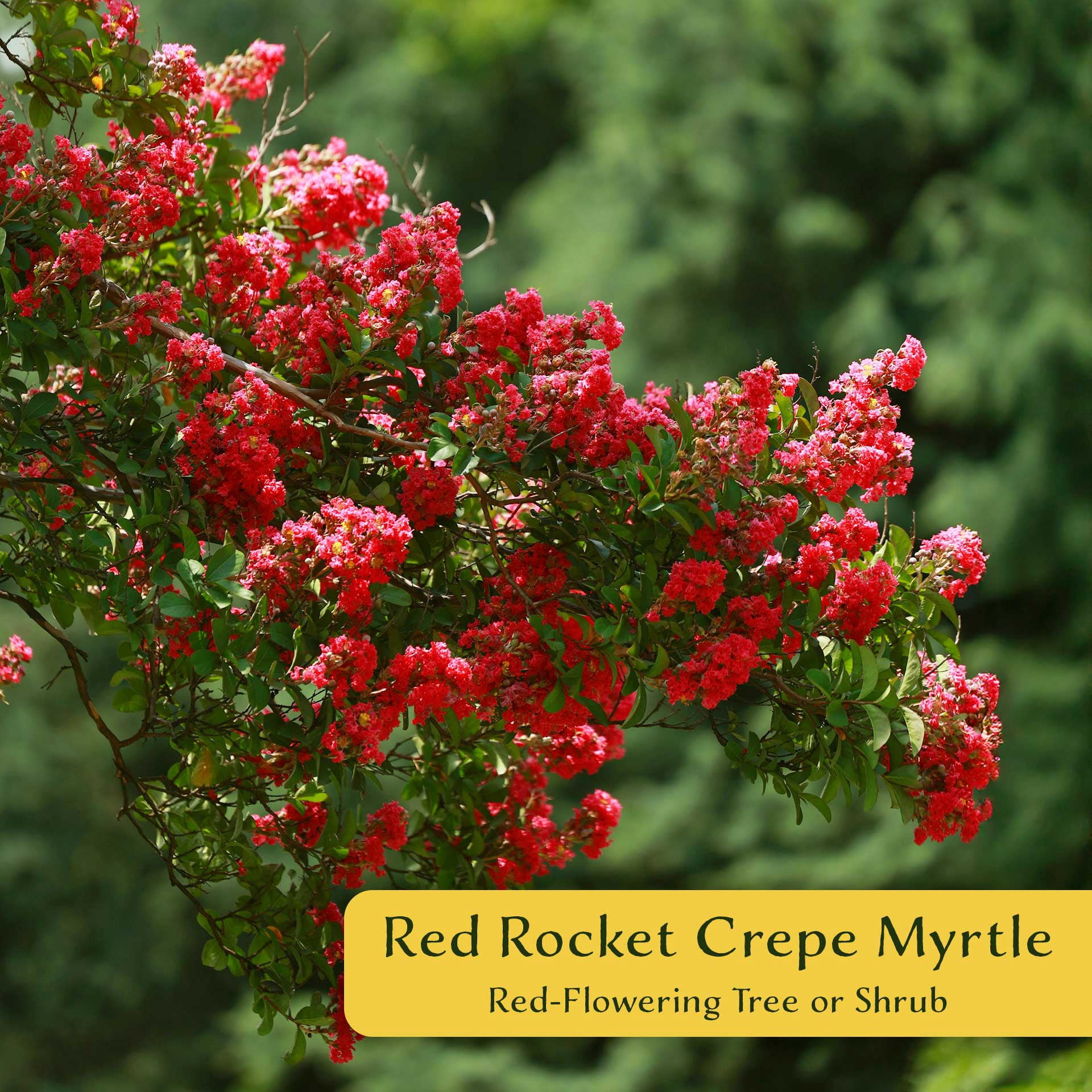 2 Red Rocket Crape Myrtle Trees – Fast-Growing Cherry-Red Flowering Tree for Hedges, Screens & Accents (Lagerstroemia indica ‘Red Rocket’) in 3.5″ Cubes, Live Plants