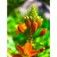 thumbnail image 3 of Grayscale 19x24 Black Modern Framed Museum Art Print Titled - Orange Blooms II, 3 of 5