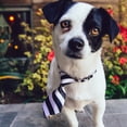 thumbnail image 2 of Assorted Cute And Handsome Adjustable Pet Necktie Collars For Small Dogs And Cats, 2 of 4
