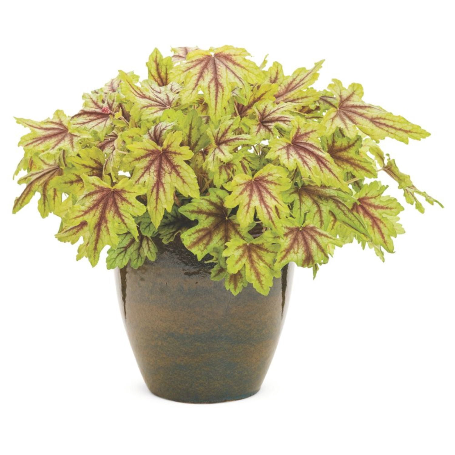 Proven Winners 6" Yellow Fun and Games 'Eye Spy' Foamy Bells Live Plant in 6.5" Pot