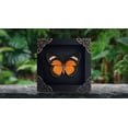 thumbnail image 4 of Real Butterfly Inspired Framed Cethosia Cyane Decorative Display, Colorful Nature Style Wall Art Shadow Box for Home or Office Decor, 4 of 4