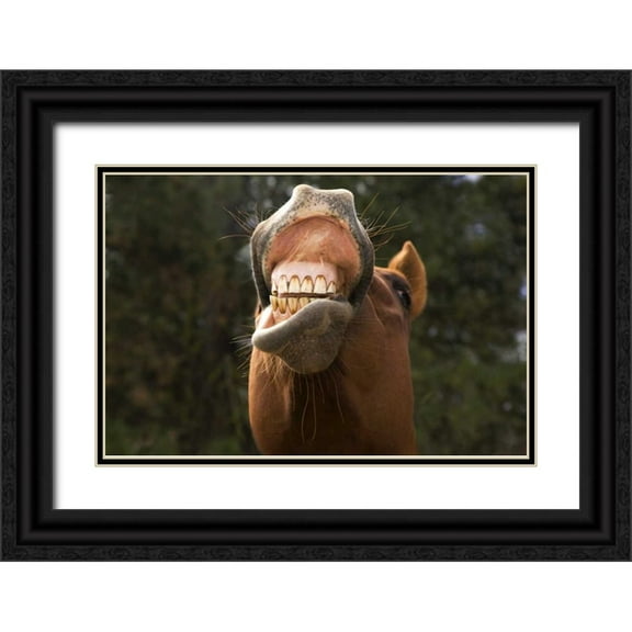 Kaveney, Wendy 32x23 Black Ornate Wood Framed with Double Matting Museum Art Print Titled - OR, Seneca A horse showing his teeth