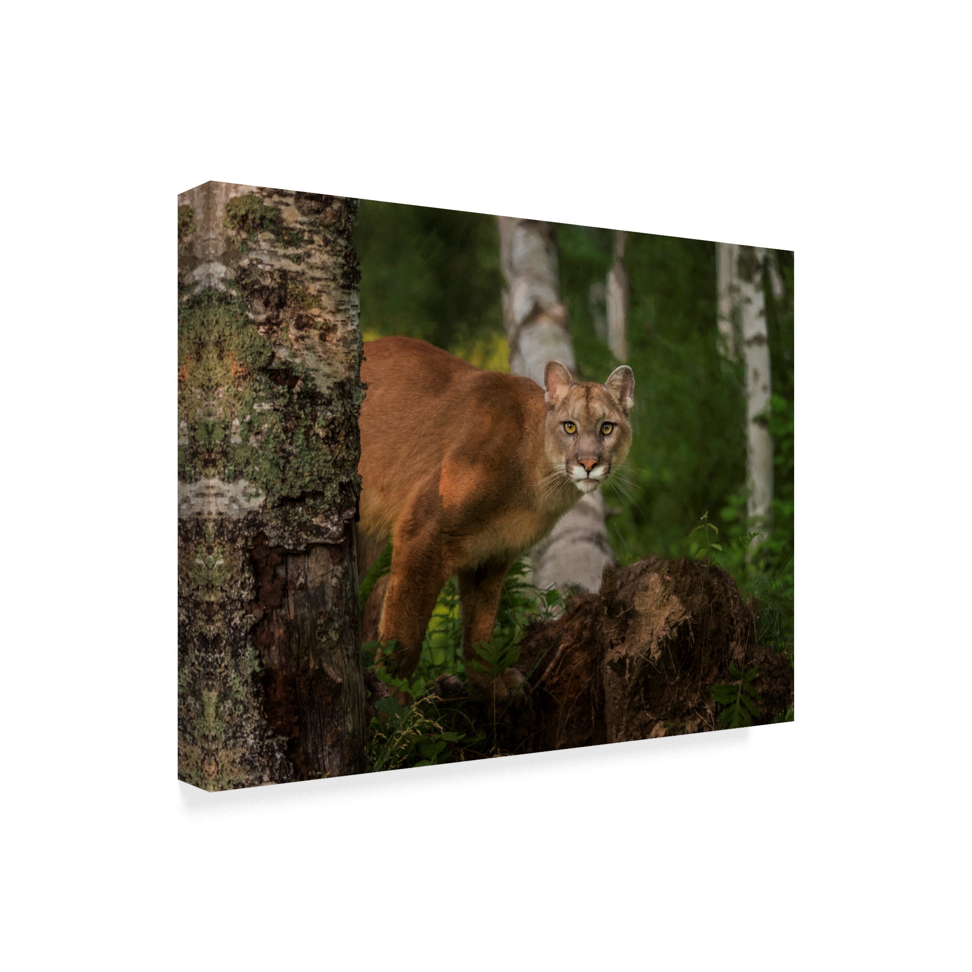 Trademark Fine Art 'Inquisitive Mountain Lion' Canvas Art by Galloimages Online