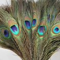 thumbnail image 1 of Pack Of 25pc Natural Peacock Feathers 10-12 Inch N, 1 of 2