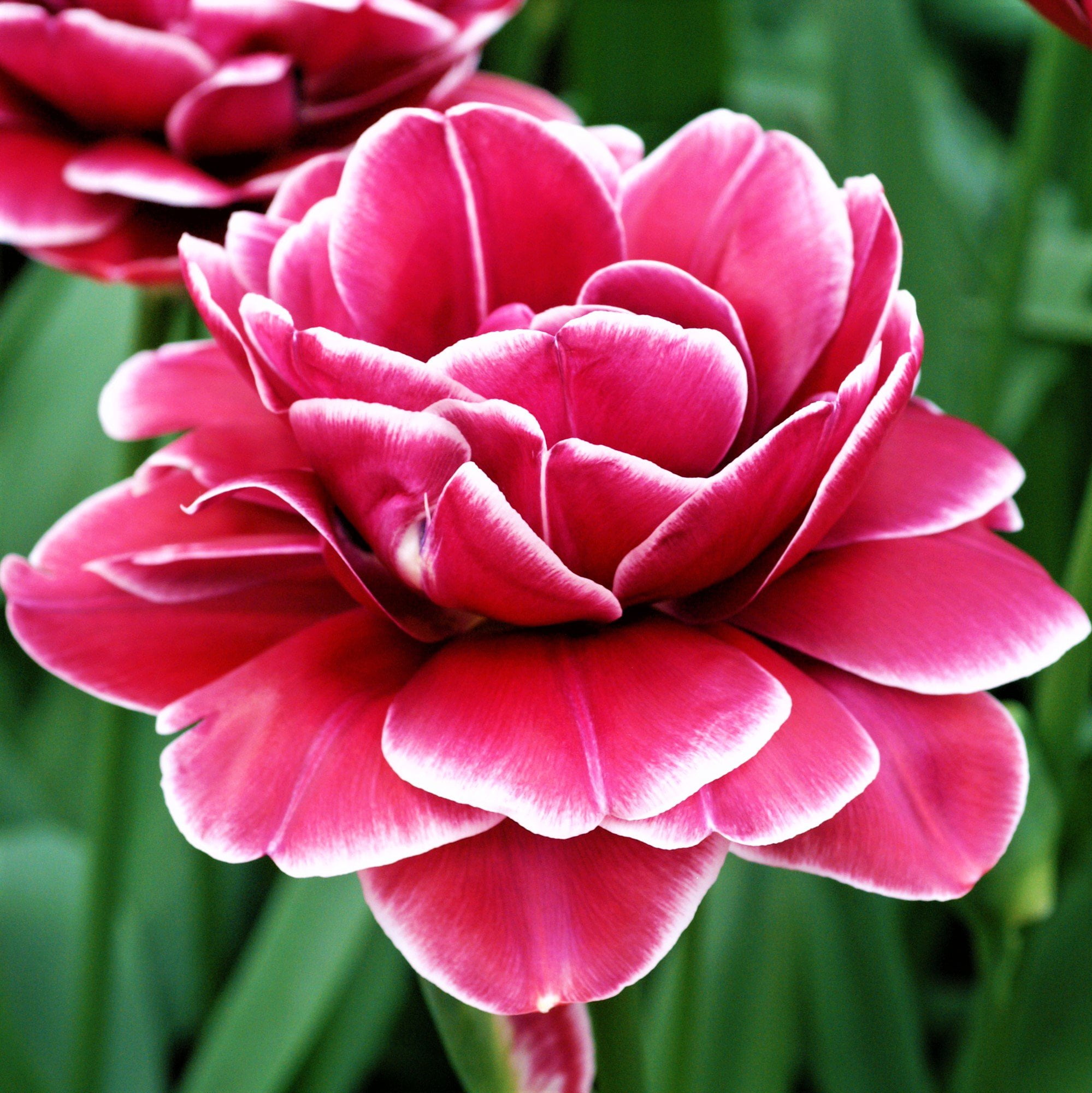 Tulip Flower Bulbs SemiDouble to Double Form, Dream Touch from Easy to