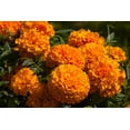 thumbnail image 2 of TomorrowSeeds - Hawaii Orange African Marigold Seeds - 3000+ Count - For 2025 Planting Big Beauty, 2 of 10