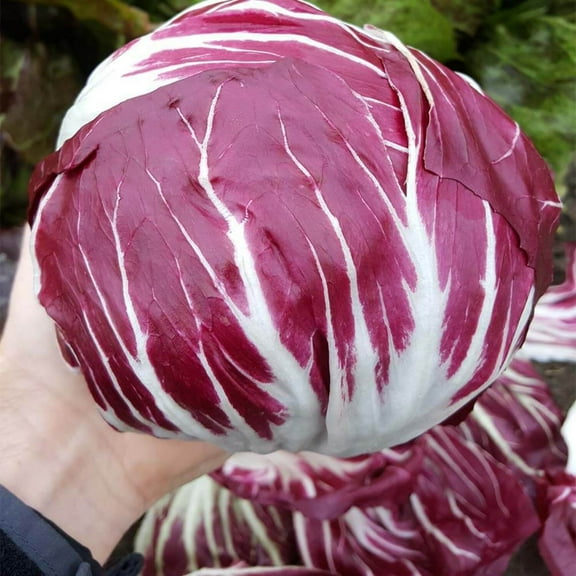 Radicchio Seeds - Leonardo Organic Variety Radicchio Seeds - Non-GMO - 50 Seeds