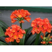 MSU 12-1-1 Fertilizer (K-Lite) With Calcium & Magnesium - Excellent for Orchids, Aroids and Tropicals - Scoop Included - 2LB Bag