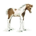 thumbnail image 2 of Baby Colt Poster Print by Carol Robinson, 2 of 2
