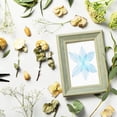 thumbnail image 5 of 200-Pack Skeleton Leaves, Natural Rubber Tree Dried Pressed Leaves Vein [8-9cm, Sky Blue, Sapphire Blue], 5 of 6