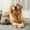 Yellow, variant on kladzum Dog Toys Dog Treat Ball, Interactive Dog Toys Treat Dispenser, Dog& Puzzle Toys Active Rolling Balls Slow Feeder Toys, Dog Food Puzzle Pet Supplies