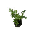 thumbnail image 3 of Salmon Sunblaze® Miniature Rose Bush - Hardy - 2.5" Pot, 3 of 4