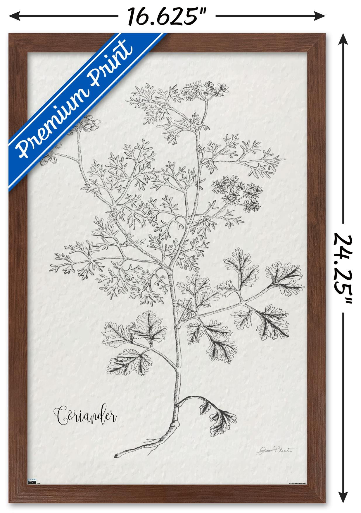 Jean Plout - Botanical Studies on Paper Coriander Wall Poster, 14.725" x 22.375" Framed