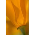 thumbnail image 2 of Anon, Ellen 11x14 White Modern Wood Framed Museum Art Print Titled - California, Antelope Valley, Backlit poppy, 2 of 4
