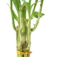 thumbnail image 3 of Arcadia Garden Products Live 5-Stem Lucky Bamboo in 3.5" Dimensions II, Black, 3 of 4