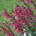 thumbnail image 6 of 50 Wendy's Wish Salvia Seeds Flower Seed Perennial Flowers Hummingbird 708 USA, 6 of 20