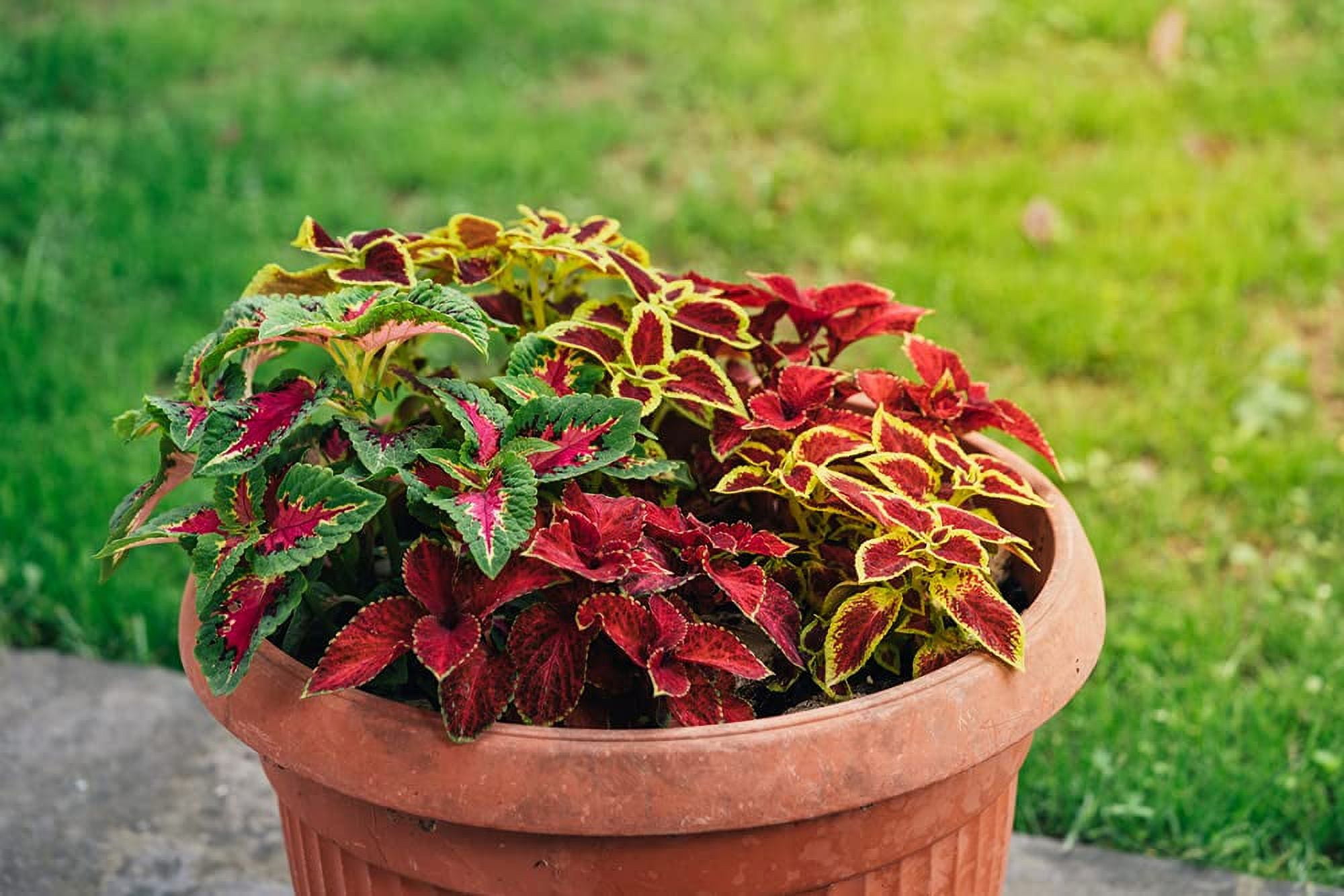 CZ Grain Coleus Rainbow Mix Seeds, 100+ Easy-Grow Flower Seeds for
