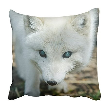 ARHOME Black Face Cautious Arctic Fox Closeup Canada White Alone Alopex Animal Baby Pillowcase Cushion Cover 18x18